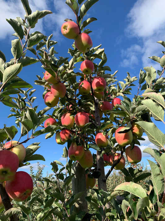 Our Top 3 Apple Recipes 🍎🍂