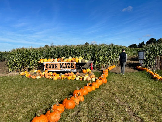 Beginning of corn maze at Laura's Farm Stand. Lined with bright orange pumpkins leading you into the challenge, Trev my husband is seen walking with determination in his full basic Fall betch outfit.