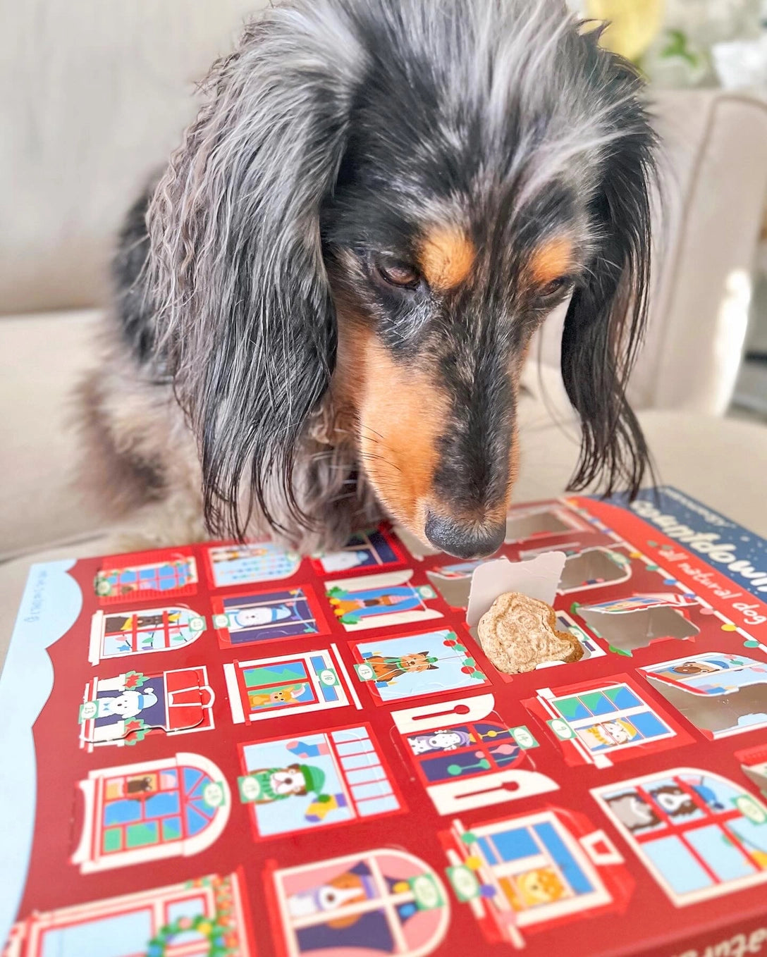 Dog Advent Calendar (25 Days of Treats!)